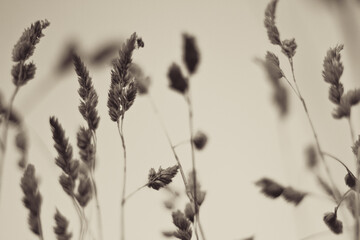 Abstract images of grass