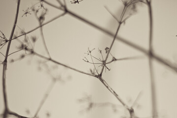 Abstract images of grass