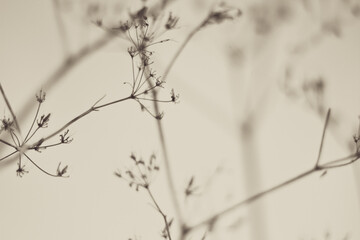 Abstract images of grass