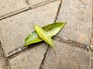 A green leaf placed diagonally on outdoor concrete tiles, ideal for nature versus urban contrast...