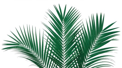 Palm tree leaves and green tropical foliage isolated on white background