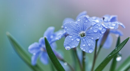 Delicate blue flowers with water droplets