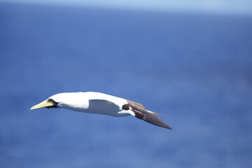 Möve im Flug bei Transatlantik Kreuzfahrt Rio de Janeiro Salvador Maceio Recife Praia Santa Cruz...