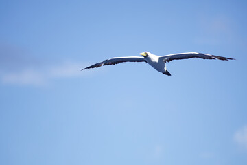 Möve im Flug bei Transatlantik Kreuzfahrt Rio de Janeiro Salvador Maceio Recife Praia Santa Cruz...