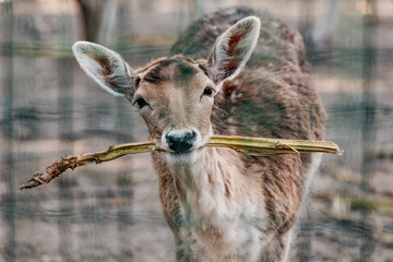 Portrait of a beautiful fallow deer holding a green branch in its mouth, enjoying a meal in its zoo...