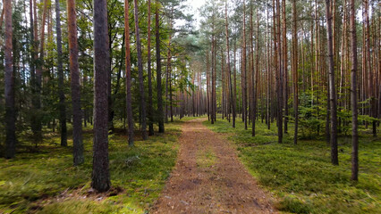 Fototapeta premium coniferous forest fir trees pine view landscape