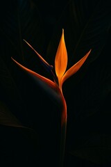 Dramatic Backlit Bird of Paradise Flower Against a Dark Background, Highlighting its Vibrant Orange and Blue Hues in a Moody Setting