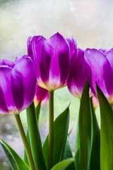 Tulips
