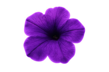 Purple petunia flower shining with vibrant hue, delicate petals spreading against clean transparent backdrop