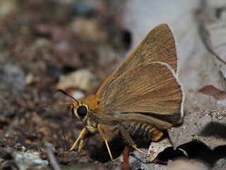 Close-up of a skipper butterfly resting on forest floor – macro insect nature photo