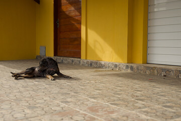 Hund auf Terrasse Transatlantik Kreuzfahrt Rio de Janeiro Salvador Maceio Recife Praia Santa Cruz...