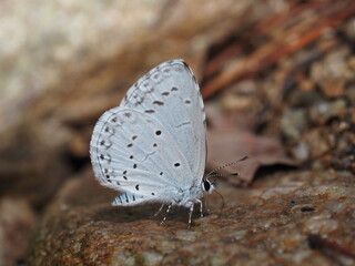 Close-up of a pale blue butterfly resting on stone – macro nature photo