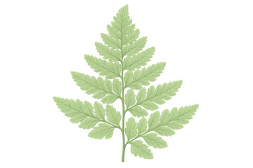 Fototapeta premium Delicate green fern frond spreading pinnate leaflets, showcasing intricate botanical detail against transparent backdrop