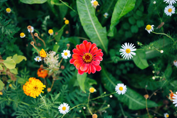 Colorful Flowers in a Meadow