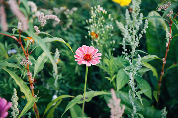 Colorful Flowers in a Meadow