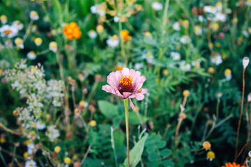 Colorful Flowers in a Meadow