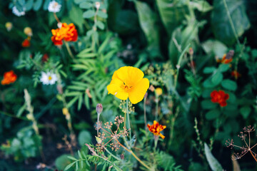 Colorful Flowers in a Meadow
