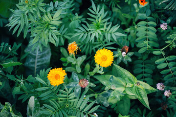 Colorful Flowers in a Meadow