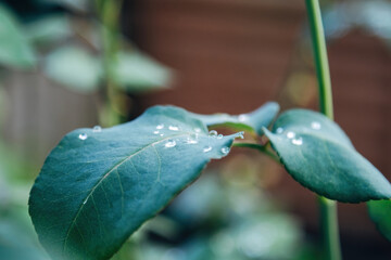Water Droplets on a Green Leaf