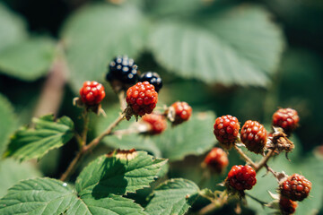 Wild Raspberries on the Bush – Summer Forest Berries