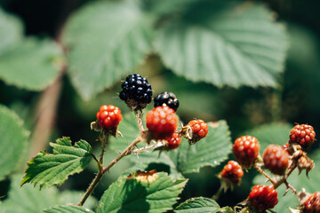 Wild Raspberries on the Bush – Summer Forest Berries