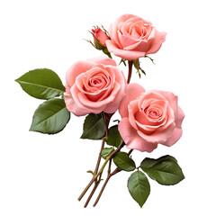 Naklejka premium Three Pink Roses Elegant Bouquet Dark Background,