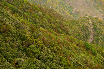 Laurel forest on steep hillside