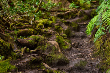 Muddy forest path with roots and moss