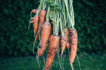 Own harvest of carrots