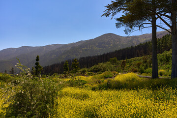 Spring bloom in mountain forest of Tenerife