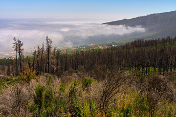 Burnt forest regeneration in Corona Forestal