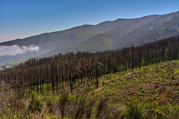 Burnt forest regeneration in Corona Forestal