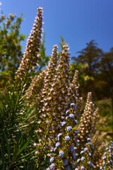Tajinaste flowers in bloom