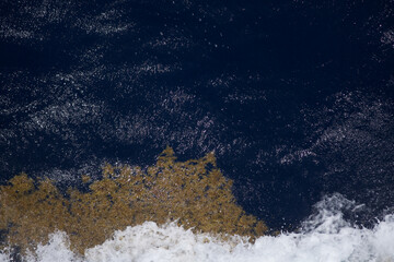 Algenteppich Atlantik Transatlantik Kreuzfahrt Rio de Janeiro Salvador Maceio Recife Praia Santa Cruz de Tenerife Lissabon Alicante Barcelona Marseille Brasilien Süd Amerika Europa Frühling