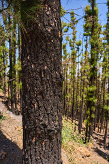 Obraz premium Charred pine bark in Corona Forestal