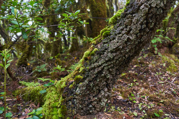 Tree bark and moss detail