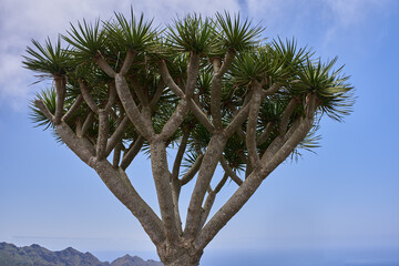 Dragon tree against blue sky