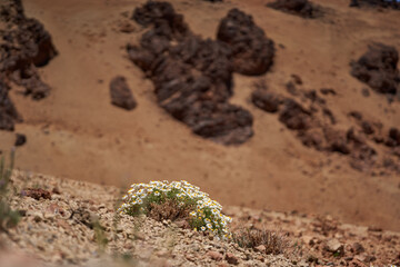 Chamomile bush blooming on Teide slope