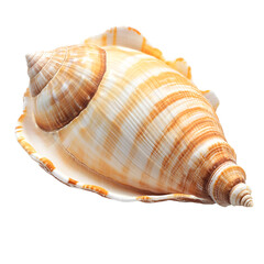 Obraz premium Seashell spiral shell ocean nature beauty beige brown white,