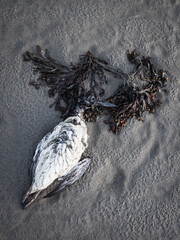Dead bird found on sandy beach in Sweden surrounded by seaweed