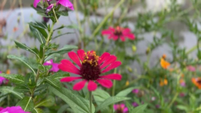 Deep pink zinnia flower with yellow stamens and green leaves beside canal in bloom

