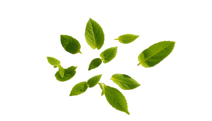 Obraz premium Floating green tea leaves or mint leaves with shadow