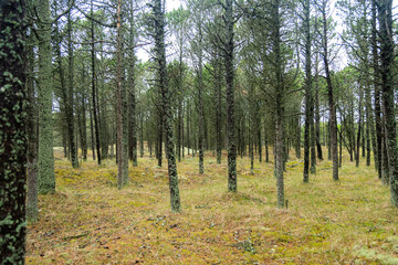 Deep Pine Forest – Serene Woodland Scene
