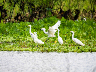 A small colony of typical or true herons (Ardeinae) on a branch of the Amazon River near the small town of Juntai in Brazil.