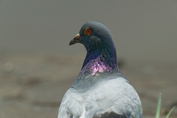 close up of pigeon's profile