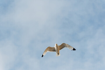Seagull Flying in the Sky