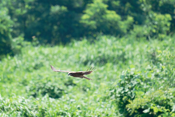 Black kite is flying