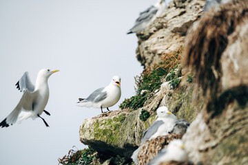 seagulls on the coast