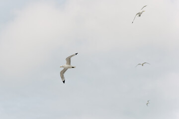 Obraz premium Seagull Flying in the Sky