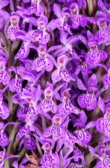 Purple spotted marsh orchid British wild flower